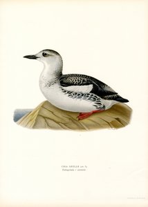 أسود Guillemot (لون ليثو) بواسطة ماغنوس فرديناند وويلهلم فون رايت