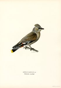Waxwing البوهيمي (أجزاء ملونة) بواسطة ماغنوس فرديناند وويلهلم فون رايت