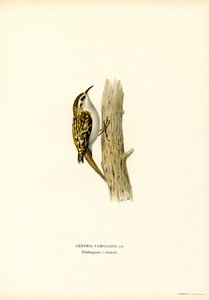 Treecreeper المشترك (لون ليثو) بواسطة ماغنوس فرديناند وويلهلم فون رايت