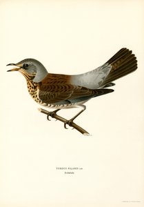 Fieldfare (ليثو ملون) بواسطة ماغنوس فرديناند وويلهلم فون رايت