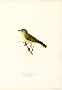 Icterine warbler (لون ليثو) بواسطة ماغنوس فرديناند وويلهلم فون رايت