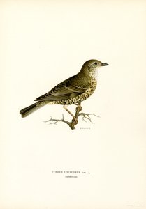 Mistle Thrush (لون ليثو) بواسطة ماغنوس فرديناند وويلهلم فون رايت