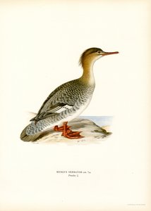 Merganser أحمر الصدر (لون ليثو) بواسطة ماغنوس فرديناند وويلهلم فون رايت