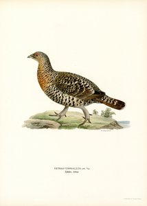 ويسترن Capercaillie (لون ليثو)