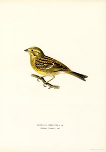 Yellowhammer (Emberiza citrinella) (لون ليثو) بواسطة ماغنوس فرديناند وويلهلم فون رايت