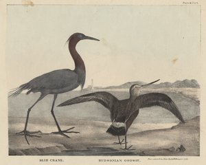 Blue Crane ، Hudsonian Godwit ، litho بواسطة Childs und Inman ، من "خزانة التاريخ الطبيعي والرياضات الريفية الأمريكية" بقلم J. und T. Doughty ، 1832 بواسطة Mannevillette Elihu Dearing Brown