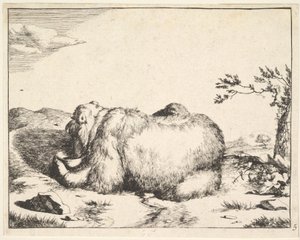 من مجموعة الدببة ، كاليفورنيا. 1664. بواسطة ماركوس دي باي