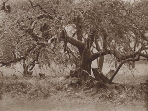 في الراحة على غصن