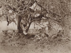 تجيب الكاميرات: هل تتسلق الأسود الأشجار؟