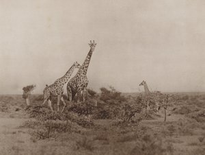 الزراف في المقشر