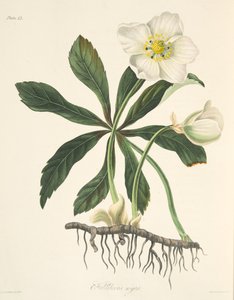 Hellebore الأسود أو Rose Christmas ، من الأزهار Illustrations of the Seasons ، حانة. 1829 (نقش يدوي)
