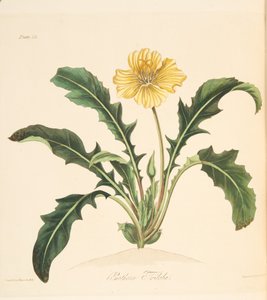 أوراق الهندباء المسائية زهرة الربيع ، من الرسوم التوضيحية الأزهار للفصول ، حانة. 1829 (نقش يدوي)