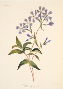 الإزهار المبكر Lychnidea ، من الرسوم التوضيحية الأزهار للفصول ، حانة. 1829 (نقش يدوي)