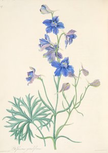 Larkspur المزهرة الكبرى ، من الرسوم التوضيحية الأزهار للفصول ، حانة. 1829 (نقش يدوي)