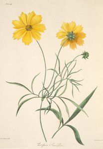 كبير مسطر مزخرف ، من الرسوم التوضيحية الأزهار للفصول ، حانة. 1829 (نقش يدوي)