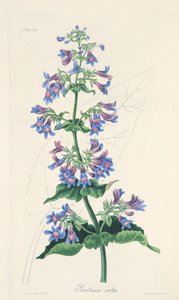 Penstemon ذو الأوراق المبيضة ، من الرسوم التوضيحية الأزهار للفصول ، حانة. 1829 (نقش يدوي)