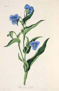 Commelina السماء الزرقاء ، من الرسوم التوضيحية الأزهار من الفصول ، حانة. 1829 (نقش يدوي)