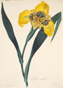 Yellow-flowerd Tigridia ، من الرسوم التوضيحية الأزهار للفصول ، حانة. 1829 (نقش يدوي)