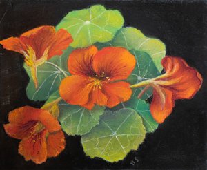 Nasturtiums، 2020 (باستيل) بواسطة مارجو ستاركي