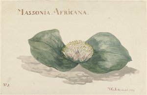 بلوم ماسونيا أفريكانا MASSONIA AFRICANA (العنوان على الكائن) بواسطة ماريا غيرترويدا باربييه سنابيلي