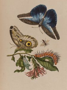رسم توضيحي من "Metamorphosis insectorum Surinamensium. Ofte Change of Surinamese Insects 
