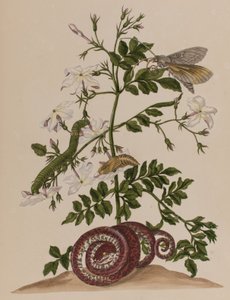 رسم توضيحي من "Metamorphosis insectorum Surinamensium. Ofte Change of Surinamese Insects 
