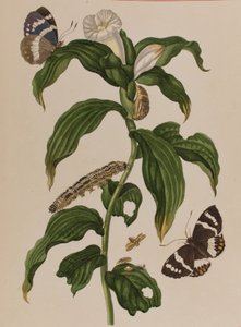 رسم توضيحي من "Metamorphosis insectorum Surinamensium. Ofte Change of Surinamese Insects 