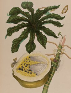 رسم توضيحي من "Metamorphosis insectorum Surinamensium. Ofte Change of Surinamese Insects '، نُشر عام 1705 (نقش ملون)