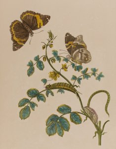 رسم توضيحي من "Metamorphosis insectorum Surinamensium. Ofte Change of Surinamese Insects '، نُشر عام 1705 (نقش ملون)