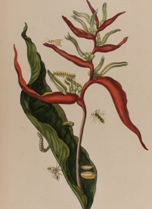 رسم توضيحي من "Metamorphosis insectorum Surinamensium. Ofte Change of Surinamese Insects 