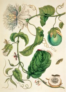 لوحة من quot;Metamorphosis Insectorum Surinamensiumquot;