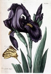 Iris broadleaf - في "التاريخ العام للحشرات من سورينام وجميع أنحاء أوروبا" بقلم Maria Sibylla de Merian ، محرر. ديسنوس ، باريس