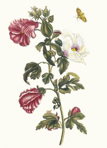 ألثيا. من كتاب Metamorphosis insectorum Surinamensium ، 1705.