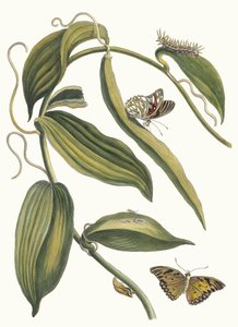 بانيل. من كتاب Metamorphosis insectorum Surinamensium ، 1705. بواسطة ماريا سيبيلا ميريان