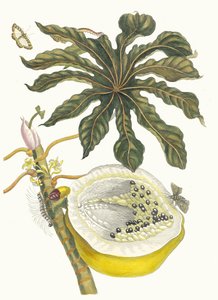 كاريكا بابايا. من كتاب Metamorphosis insectorum Surinamensium ، 1705. بواسطة ماريا سيبيلا ميريان