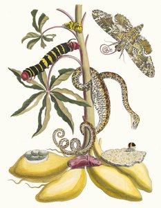 كاساف. من كتاب Metamorphosis insectorum Surinamensium ، 1705. بواسطة ماريا سيبيلا ميريان
