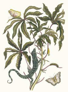 كاساف. من كتاب Metamorphosis insectorum Surinamensium ، 1705. بواسطة ماريا سيبيلا ميريان