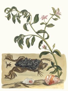 كريسون. من كتاب Metamorphosis insectorum Surinamensium ، 1705. بواسطة ماريا سيبيلا ميريان