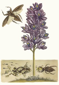 Eichhornia crassipes. من كتاب Metamorphosis insectorum Surinamensium ، 1705. بواسطة ماريا سيبيلا ميريان