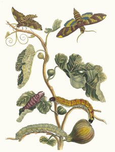 فيغير دامريك. من كتاب Metamorphosis insectorum Surinamensium ، 1705. بواسطة ماريا سيبيلا ميريان