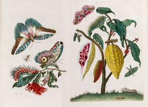من كتاب Metamorphosis insectorum Surinamensium ، 1705.