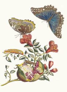 غرينادير. من كتاب Metamorphosis insectorum Surinamensium ، 1705. بواسطة ماريا سيبيلا ميريان
