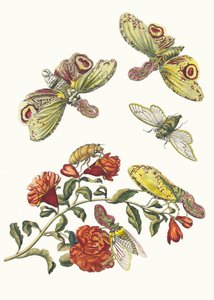 غرينادير. من كتاب Metamorphosis insectorum Surinamensium ، 1705. بواسطة ماريا سيبيلا ميريان