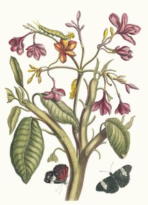 ياسمين دي إنديس. من كتاب Metamorphosis insectorum Surinamensium ، 1705. بواسطة ماريا سيبيلا ميريان
