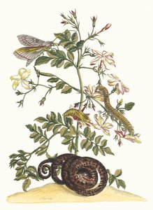 ياسمينوم غرانديفلوروم. من كتاب Metamorphosis insectorum Surinamensium ، 1705. بواسطة ماريا سيبيلا ميريان