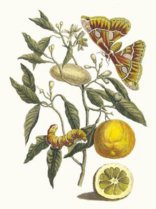 ليمون. من كتاب Metamorphosis insectorum Surinamensium ، 1705.