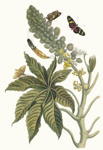 بالما كريستي. من كتاب Metamorphosis insectorum Surinamensium ، 1705. بواسطة ماريا سيبيلا ميريان
