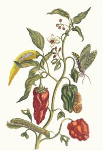 Poivre d'jnde. من كتاب التحول من الحشرات السورينامية ، 1705. بواسطة ماريا سيبيلا ميريان