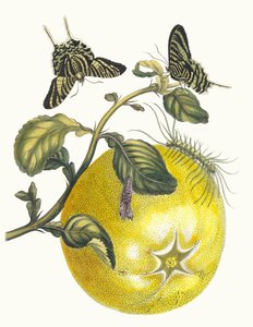 أبهاء. من كتاب Metamorphosis insectorum Surinamensium ، 1705. بواسطة ماريا سيبيلا ميريان