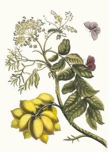 برونير دامريك. من كتاب Metamorphosis insectorum Surinamensium ، 1705. بواسطة ماريا سيبيلا ميريان